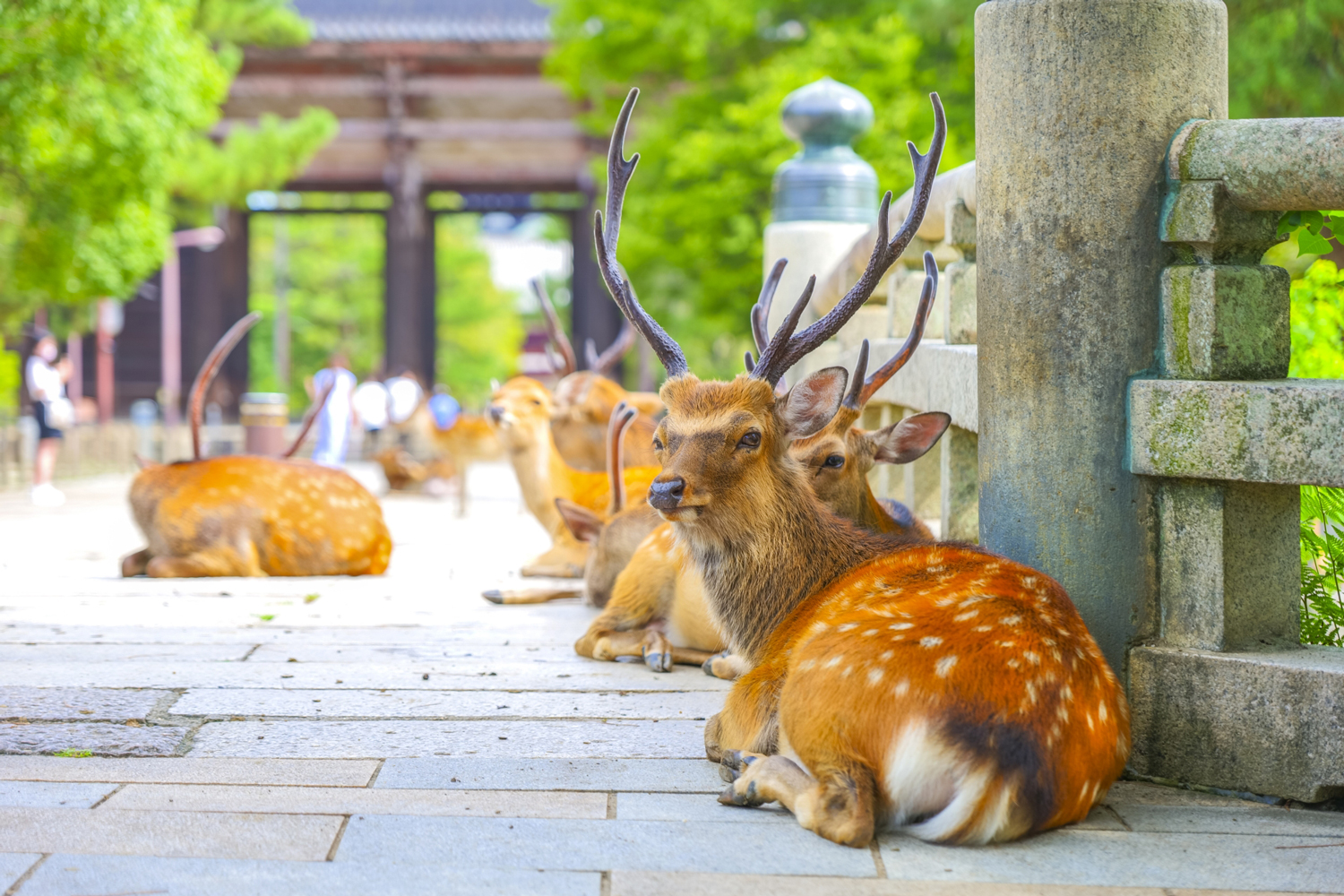 奈良の鹿