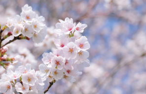 始まりの季節に新しい仲間