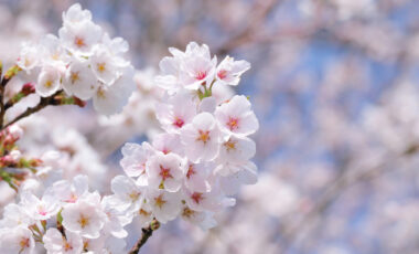 始まりの季節に新しい仲間