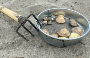 今年こそ潮干狩りに行きたい！