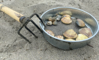 今年こそ潮干狩りに行きたい！