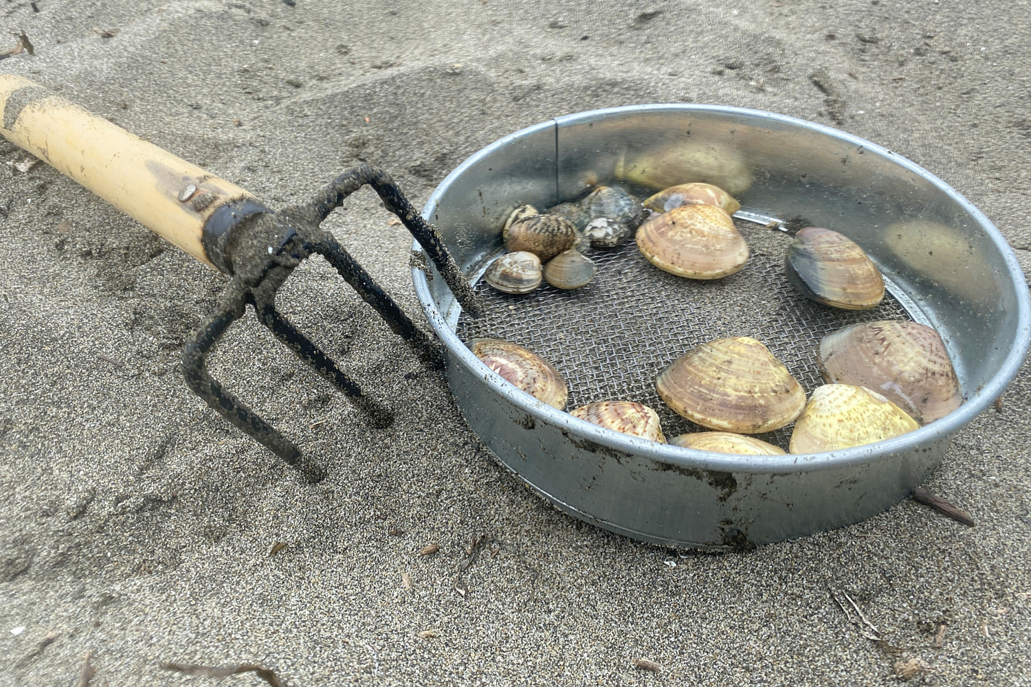 今年こそ潮干狩りに行きたい！