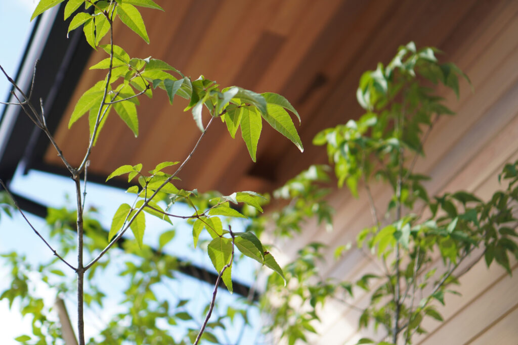 住宅の軒と植栽