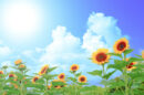 夏を感じる