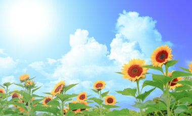 夏を感じる